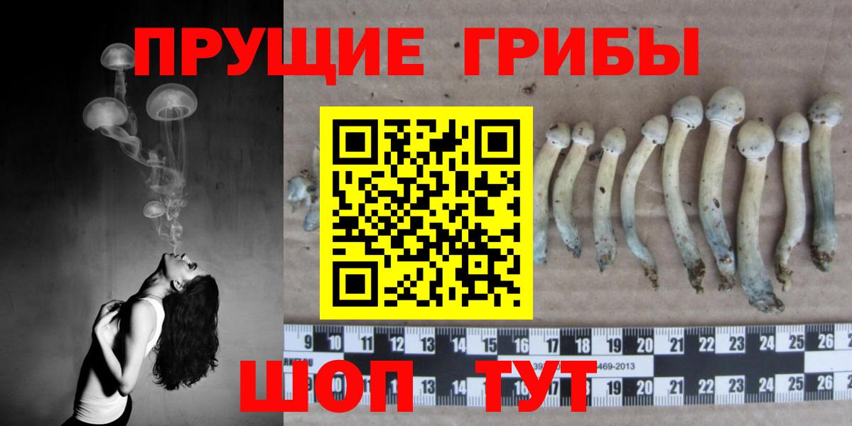 Тара  Галлюциногенные грибы Psilocybe  Вход с VPN 